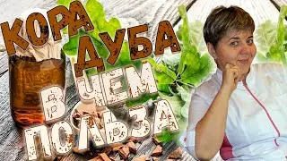 💊 Кора 🌳дуба полезна❓ 💊Доктор Кострик объясняет❗️