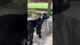 Our baby goat Jim explores his new home at Autism Together