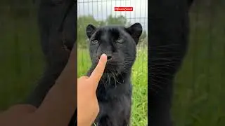 Turn On The Panther #shorts