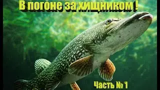 В погоне за хищником! Часть 1. Активная щука, окунь!!!