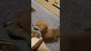 Акита Ину игривый щенок 1.5 месяца