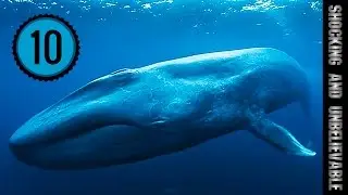 ТОП 10 - УСАТЫХ КИТОВ