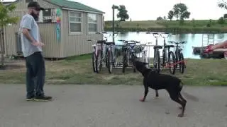 Brave dog saves child from thief