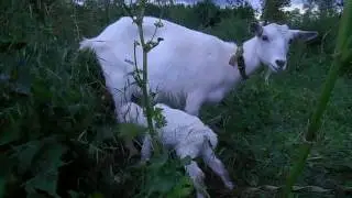 У Ляльки 