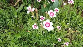 Многолетники из семян,которые зацвели в первое лето.