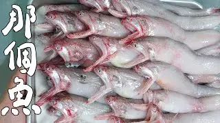 那個魚是哪個魚｜RICOの食材圖鑑