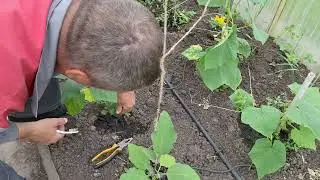 Капельный Полив В Своём Дворе. Некоторые Тонкости и Хитрости...