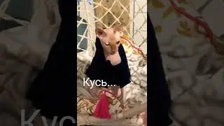 #shorts#shortsvideo#2024#live#круто#юмор#new#сфинкс#кушать#кот