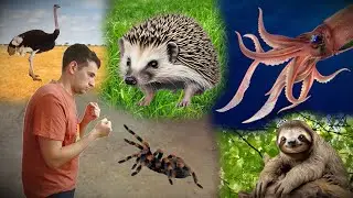 Which Of These Animals Could you Beat 1vs1 - Part 2