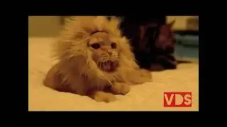 The cat's life is not the same!