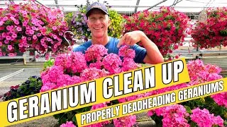 Geranium Clean Up - Properly Deadheading Geraniums & Care