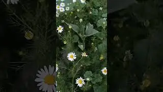Ромашки 🌼🌸