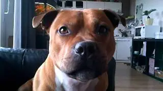 kenji talking dog
