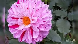 さよならエレジー（菅田将暉）ソプラノリコーダー