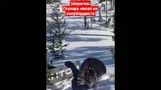 Шерегеш l глухарь напал на сноубордиста #сноубординг #шерегеш #горнолыжные #склон #сноуборд
