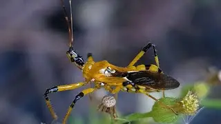 Insect Nature ||Pro Video with Samsung S20 Fe