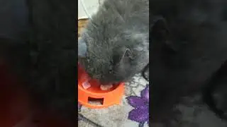 Серый просит кушать