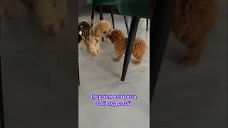 Первая встреча Той пуделей🐾
