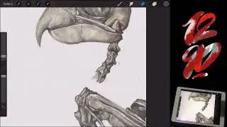 live stream procreate