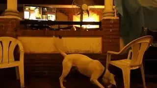 Dogo jugando