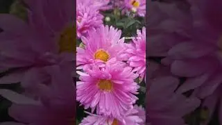 #хризантема #хризантемы #хризантемамультифлора #flover #garden #цветы #gardening #сад #растения
