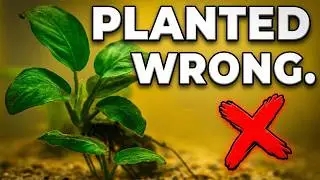 5 INDESTRUCTIBLE Aquarium Plants (No CO2, Low Light)