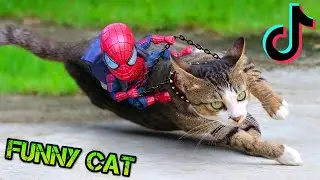 The Funniest Cat Videos on the Tiktok and Internet ⚡ Best Funny Cat Videos 2021