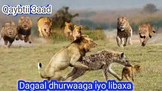 Dagaal libaaxa iyo dhurwaaga??  p➌