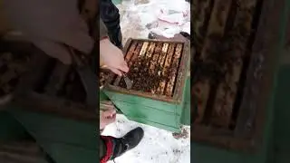 Не перезимовала семья пчёл в чём ошибка пчеловода. Как можно было спасти пчёл.Погибли пчёлы.мфу улья