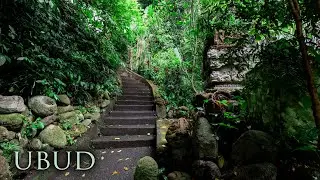Walking in the Rain in Lush Tropical Rainforest | Sounds of Nature, Rain & Birds | Bali, Indonesia