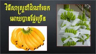 វិធីសាស្ត្រដាំដំណាំចេក Banana growing techniques