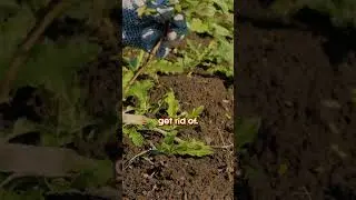 Why Dandelions are Easy to Remove.