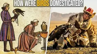 How Were Birds Domesticated?