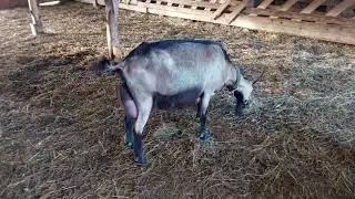 Дуся с козлятами