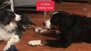 Bernese Mountain Dog Talking