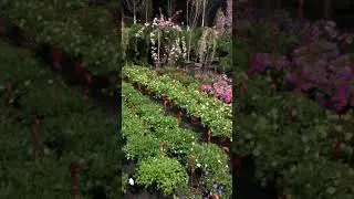 Садовый Декоративный Питомник 09