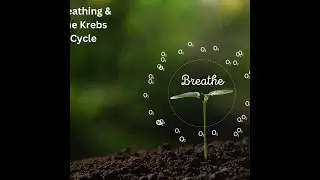 Understanding Breathing & Krebs Cycle With Optimal Health
