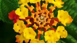Beautiful Flowers