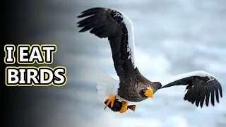 Steller's Sea Eagle facts: the White Shouldered Eagle | Animal Fact Files