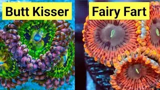 The 10 Most Ridiculous Zoa Names | The Prestige Reef Dork Show Ep 51