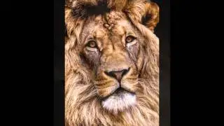 Imagical WildLife (episode 2) - SMI 4.16