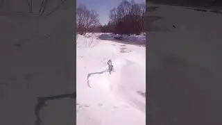 # Shorts с Баффи на прогулку.