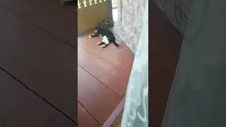 гость к нам приходил:) #коты #дача  #котэ #дачасупер #активпж