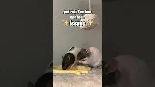 My Pet Rat’s Issues