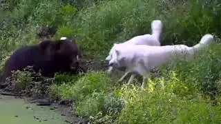 Правда за нами!