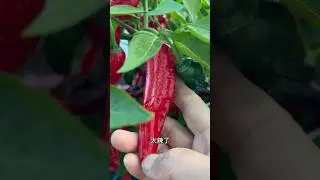 樟树港辣椒红了 太辣了怎么吃？