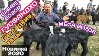 Мол Бозор / Гусфандхо ва БАРАЧАХО / Гиссарского Овцы / Серка / Шанбе бозор Нархои гусфандхо