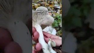 ЧТО ЗА ГРИБЫ?🤔 