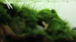 60cm Nature Aquarium - Basic Maintenance