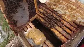 ПЕРВЫЕ РАБОТЫ С ПЧЕЛАМИ-ДЕЛАЕМ РЕВИЗИЮ ПОСЛЕ ЗИМОВКИ -ПАСЕКА В СИБИРИ